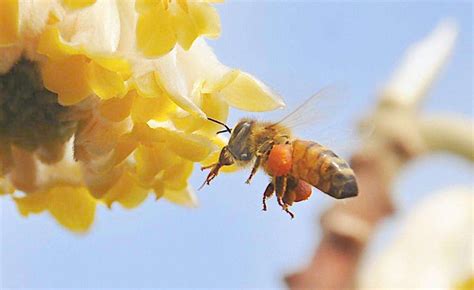 蜜蜂代表什么
